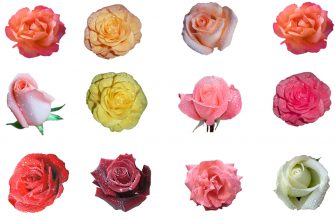 19 عکس دوربری شده از گل های رز شبنم زده