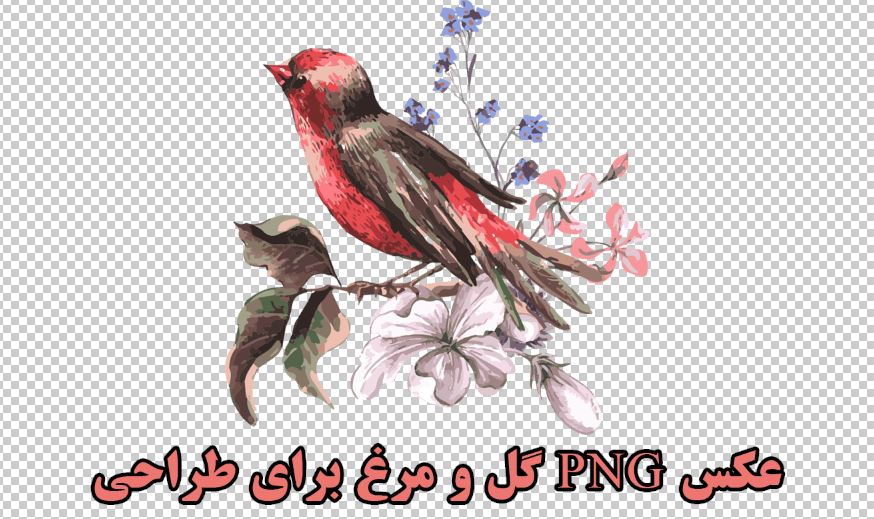 گل و مرغ برای طراحی png
